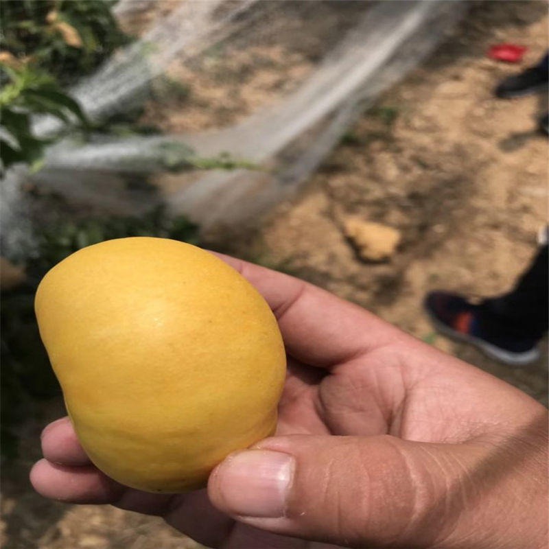 1公分以上黄桃树苗价格 兴红农业出售黄金脆桃树苗