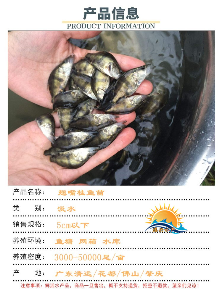 南海桂花鱼销售 供应桂花鱼苗 东莞长体贵鱼示例图7