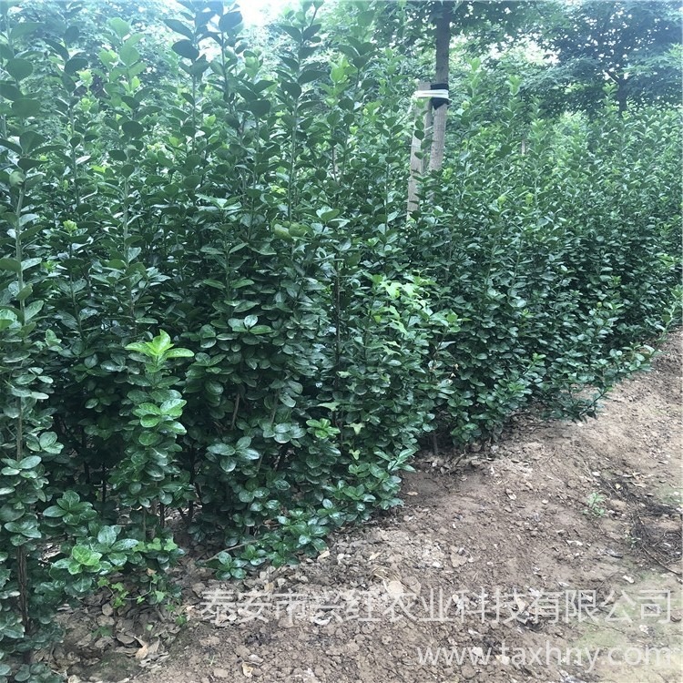 泰安批发北海道黄杨 四季常青树常绿灌木 丛生北海道黄杨