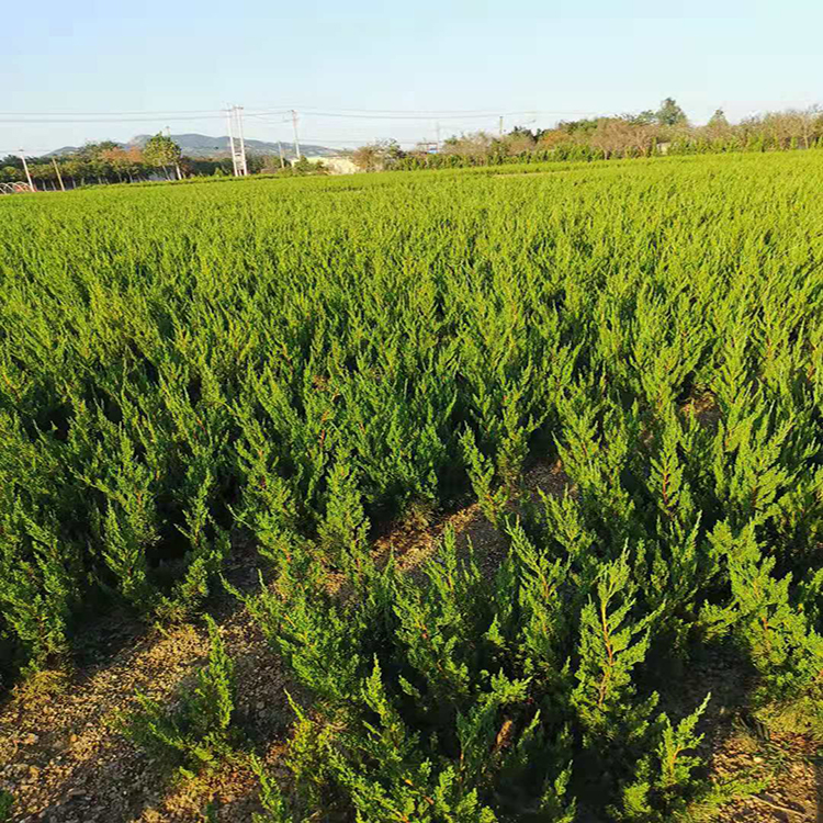 小龙柏 龙柏树基地批发灌木乔木 大量供应高30到60公分小龙柏绿化树苗价格低 万青园林
