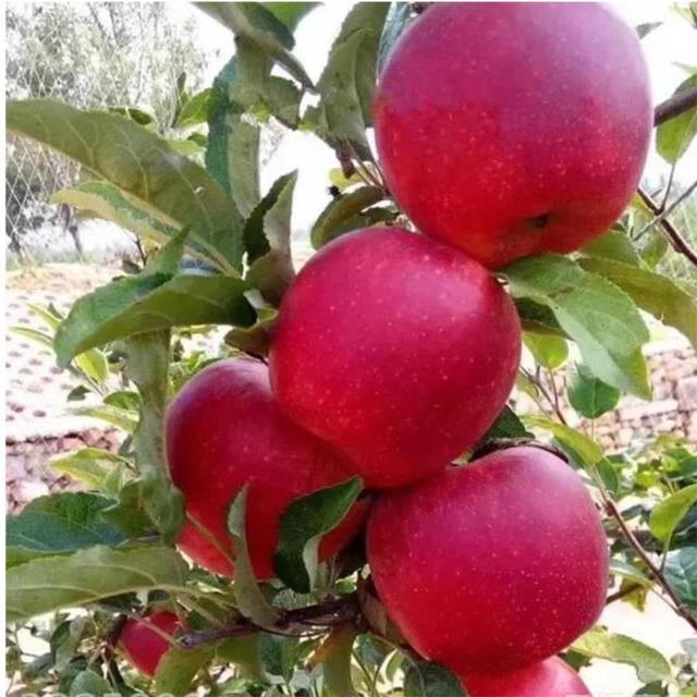 1公分早熟苹果苗价格 维纳斯黄金苹果树苗介绍 早熟苹果适合地方种植 新品种苹果苗图片
