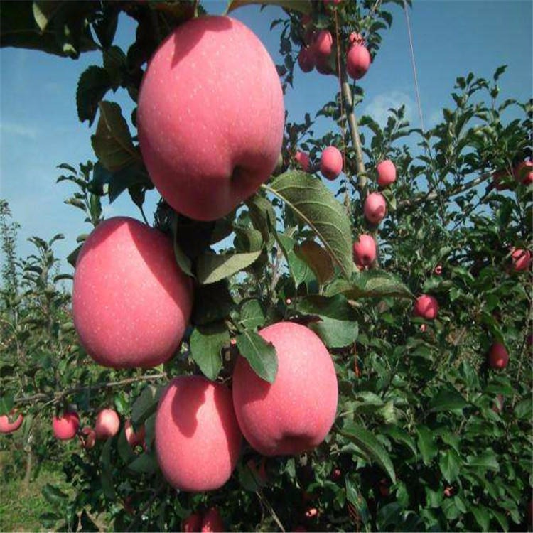 现挖现卖柱状苹果苗 提供种植技术 爱妃苹果苗批发 瑞阳瑞雪苹果成苗