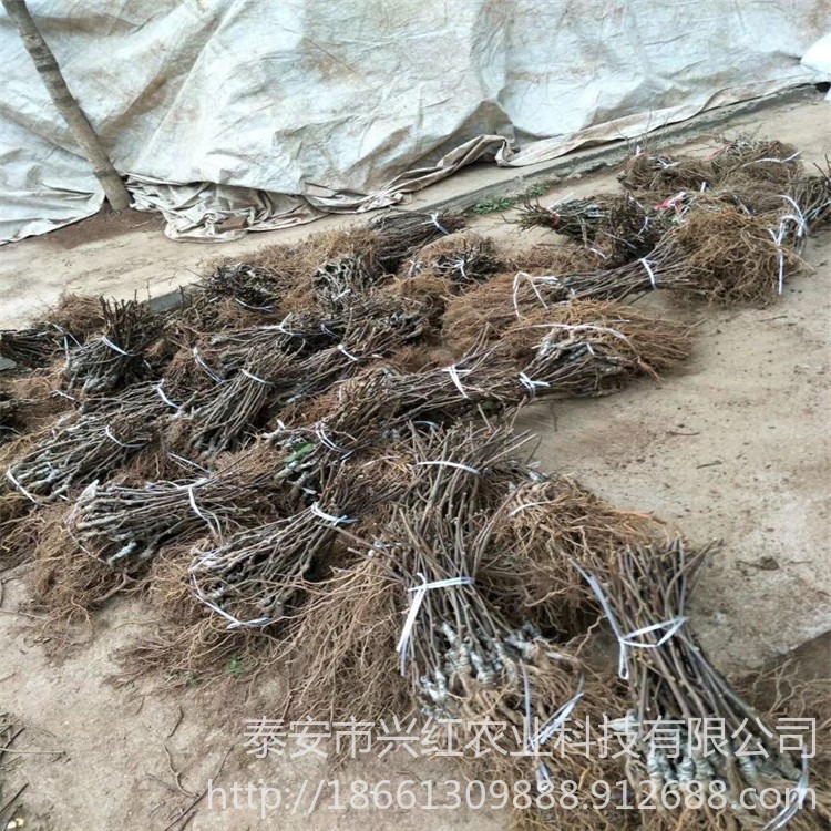 基地出售根系发达徐香猕猴桃苗 提供种植技术红阳猕猴桃苗