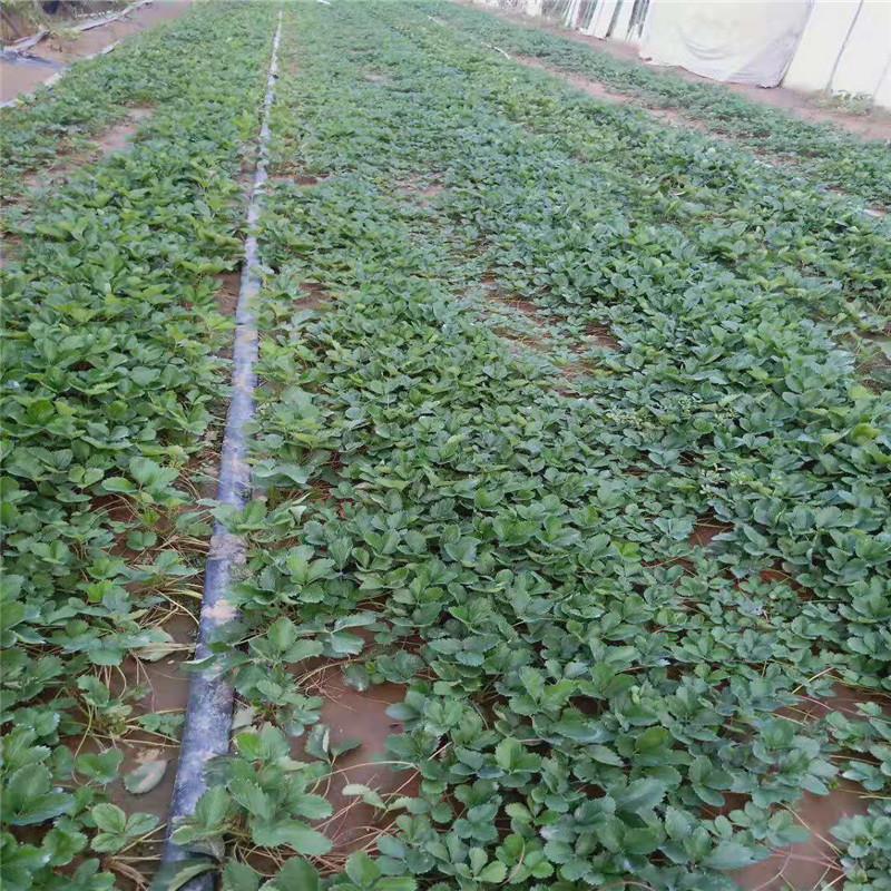 法兰地草莓苗市场价格 草莓苗园林供应 泉诚苗木大量供应