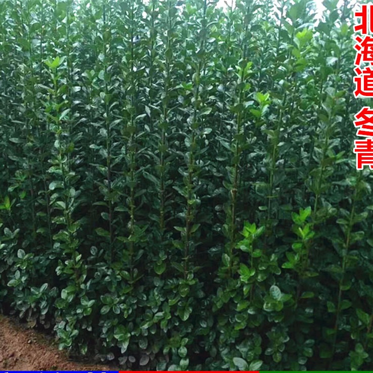 北海道黄杨 冬青苗 庭院篱笆绿篱墙 北海道黄杨树苗图片