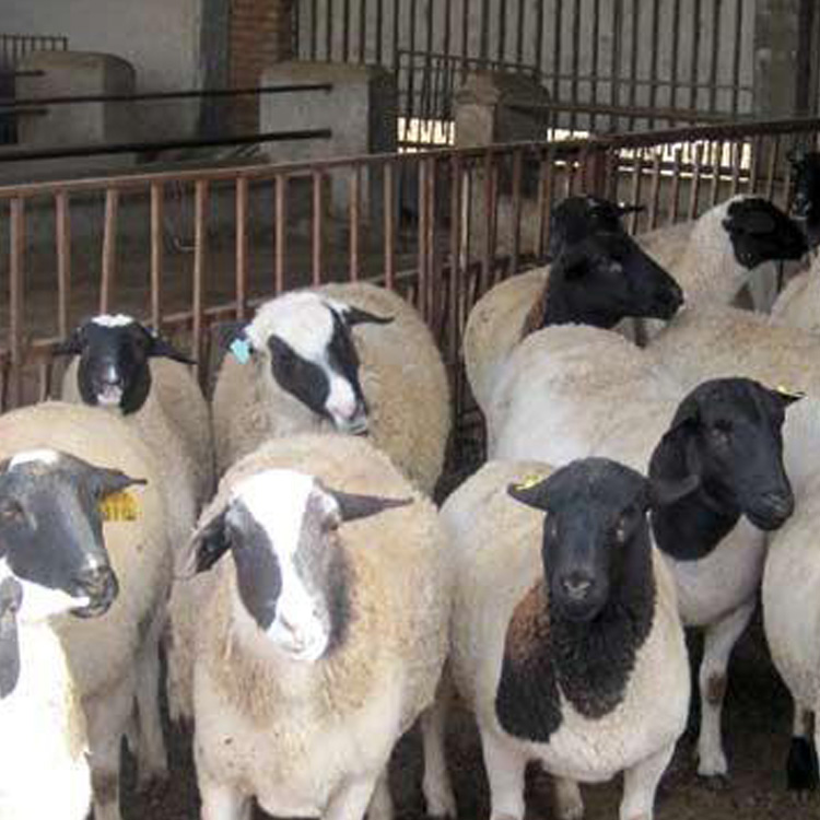 杜泊绵羊养殖基地 饲养肉羊苗长期供应 杜泊绵羊公羊 现代 长期供应