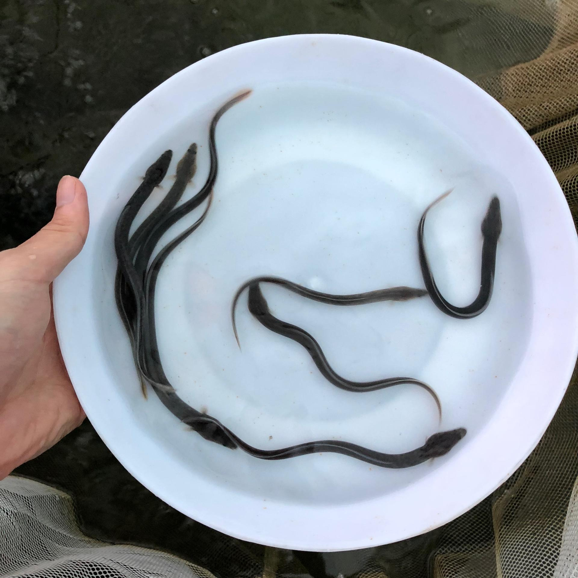 鳗鱼苗批发，8-12cm美洲鳗鱼苗出售，利农鱼苗养殖