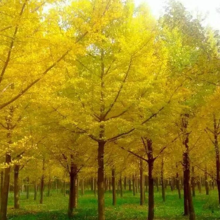 银杏树  廊坊绿源基地大量批发银杏树  园林绿化用苗木