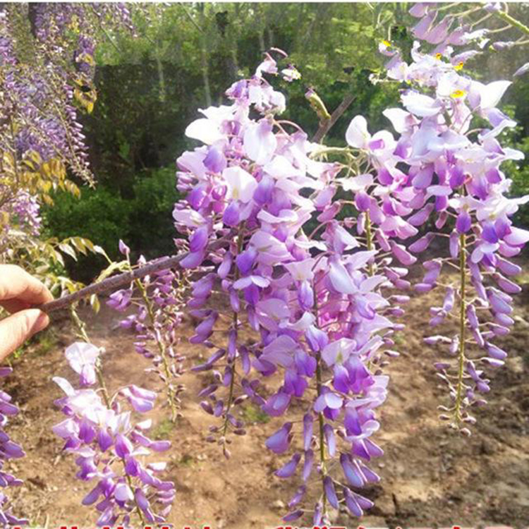 紫藤绿化小苗  出售4公分紫藤 苗圃批发紫藤 湘林苗圃