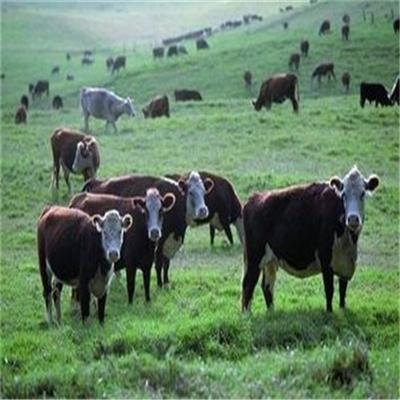 西门塔尔母牛 育肥西门塔尔母牛的价格 西门塔尔母牛养殖基地 西门塔尔母牛苗一头的价格