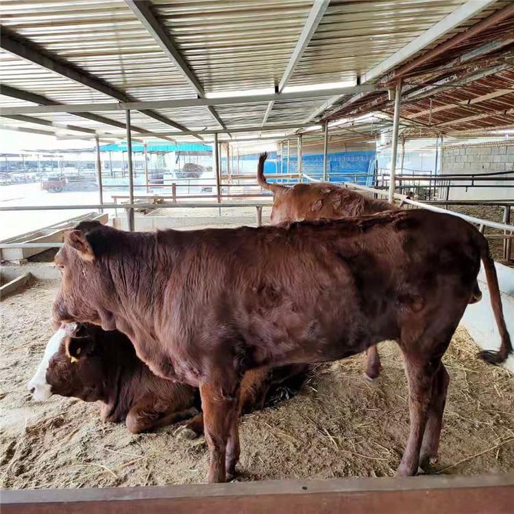 利木赞牛肉牛犊价格 山东肉牛繁育基地 肉牛养殖技术 现代 自产自销