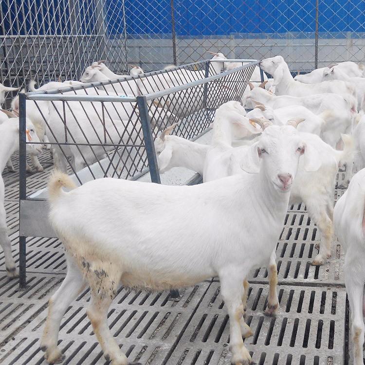 供应改良白山羊 现代 包活到家美国白山羊 白山羊改良肉羊 大量供应