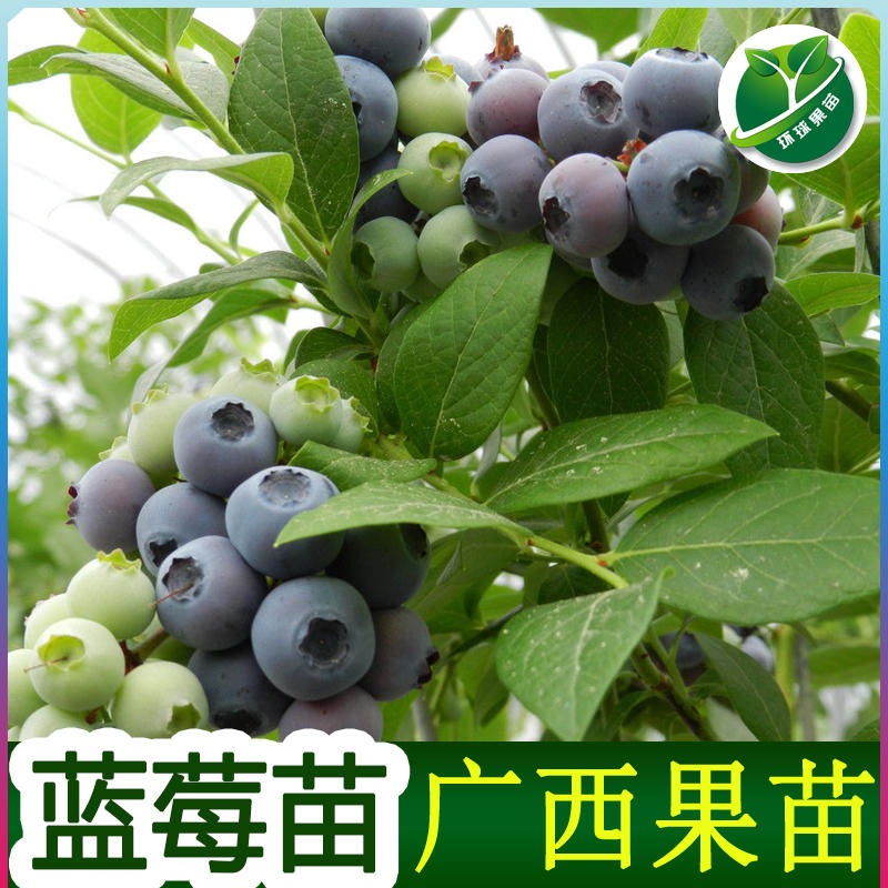 广东惠州兔眼蓝莓苗场兔眼蓝莓苗新品种兔眼蓝莓苗杯苗地苗盆栽图片
