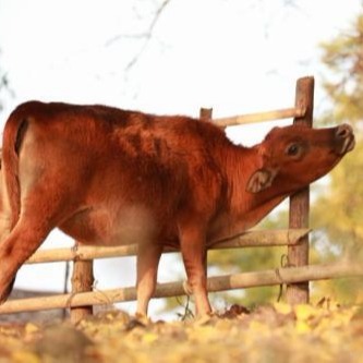 山东烟台小牛犊价格400斤
