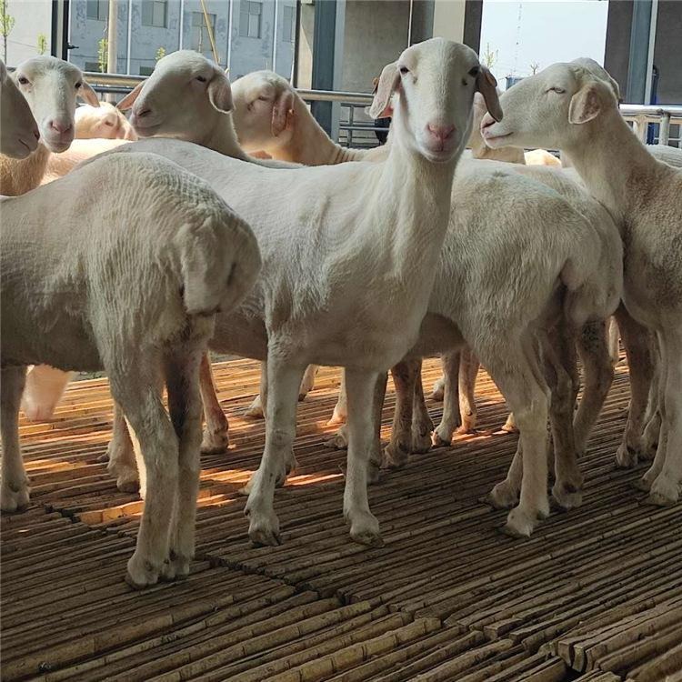 通凯 湖羊种羊介绍 湖羊种羊价格 湖羊种羊基地 健康养殖好饲养