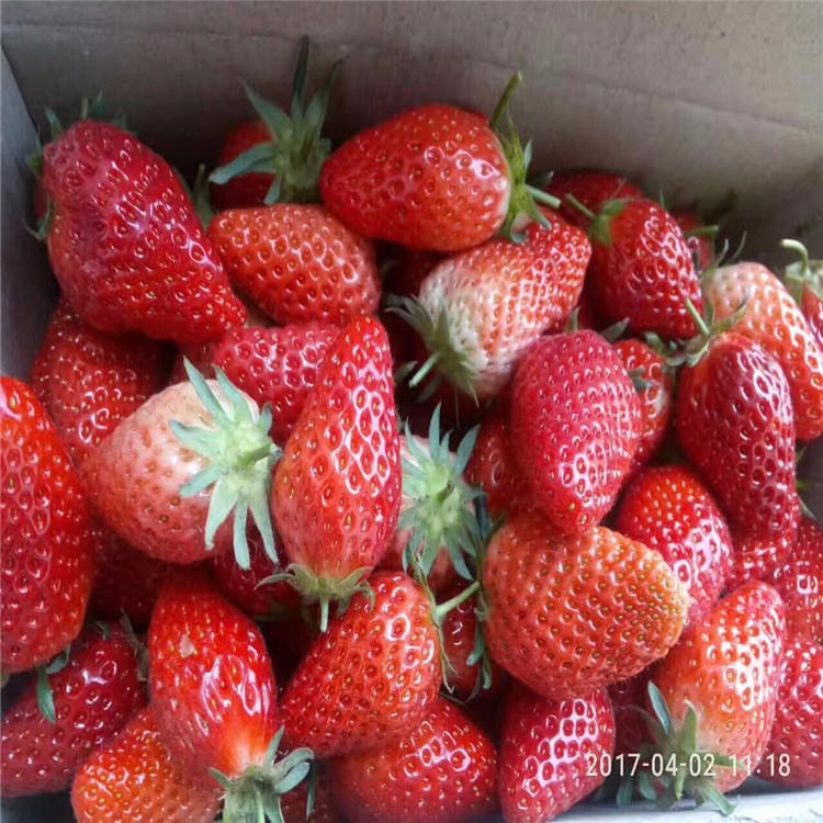 兴红农业基地出售白草莓苗 奶油草莓苗价格 根系发达易成活