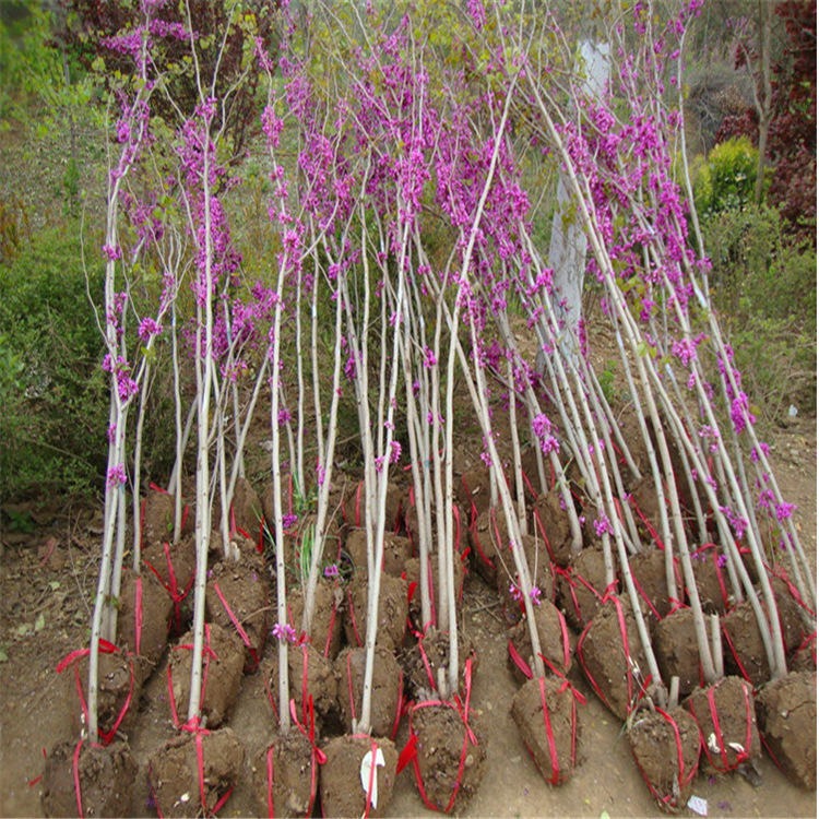 丛生紫荆苗圃大量出售 规格齐全 独杆紫荆树苗 金榆花卉
