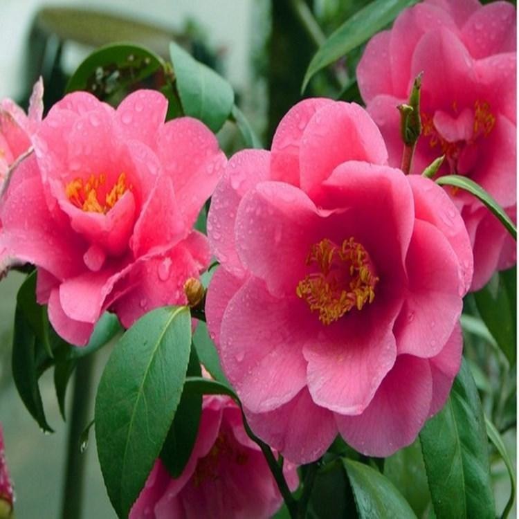 基地名贵茶花苗 名贵茶花迷茫的春天品种 优质庭院盆栽图片