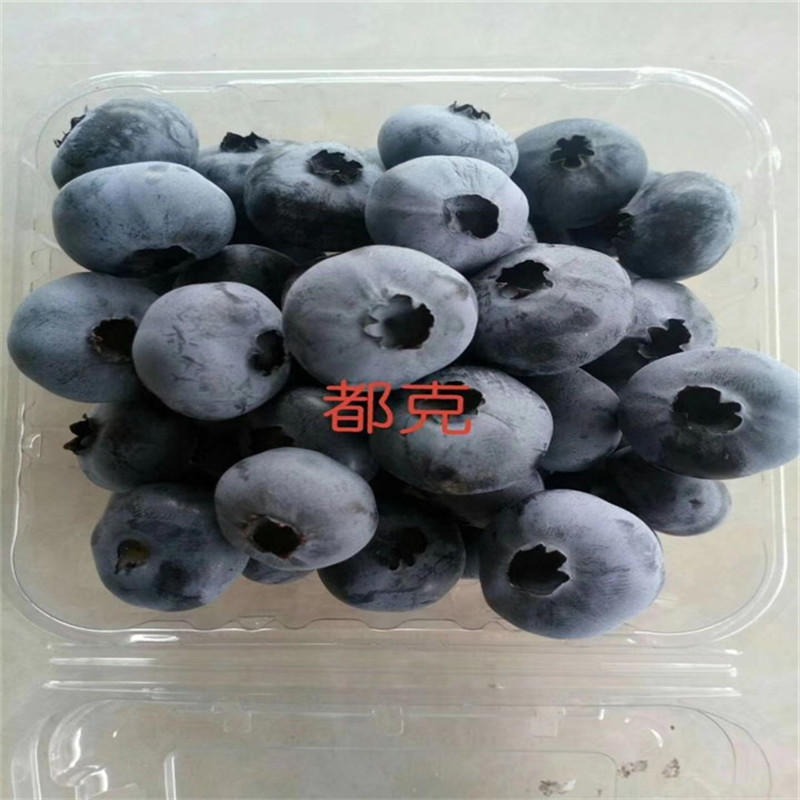 组培蓝莓苗根系发达厂家自产自销 蓝莓苗种植方法
