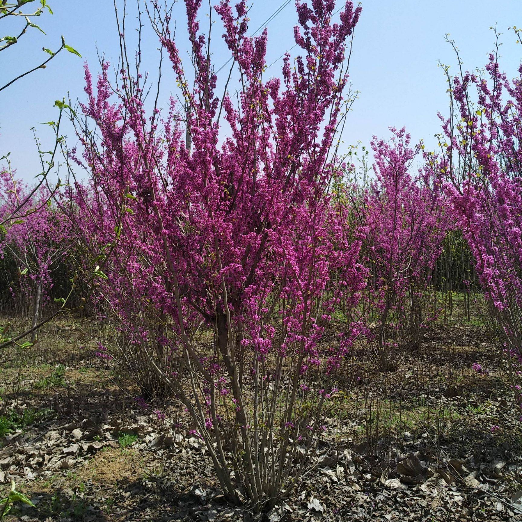 金榆花卉紫荆树苗苗圃大量出售
