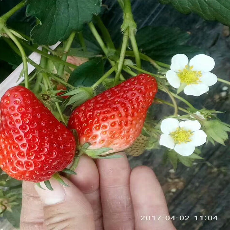 穴盘奶油草莓苗 草莓苗批发基地 提供草莓种植指导