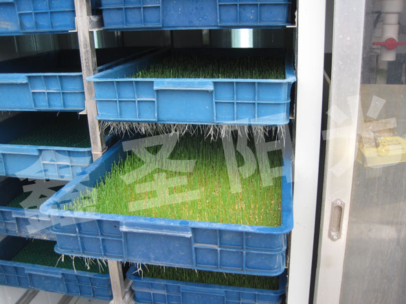 芽苗育芽箱  小麦苗 豌豆苗芽苗箱  各种芽苗菜专用箱示例图3