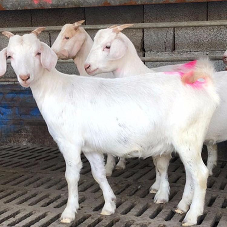 美国白山羊种公羊 黑山羊价格 白山羊羊羔价格 龙翔种羊养殖场