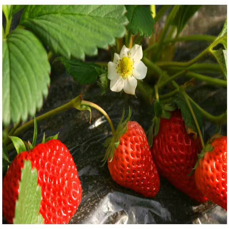 免费提供种植技术的草莓苗 红颜草莓苗 章姬草莓种子 甜宝草莓苗 全明星草莓苗等批发图片