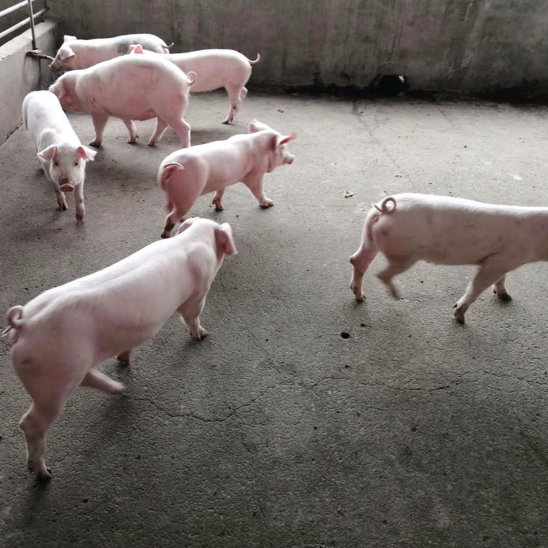 纯二元母猪一个 纯种一元母猪 长白种猪1只 大白猪母猪 白母猪苗一头