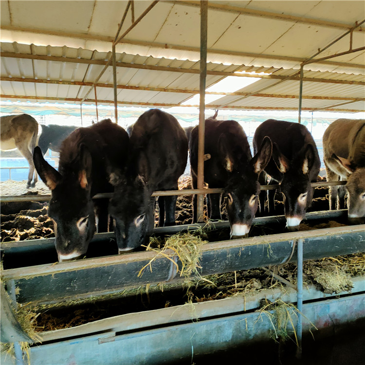 基础架子育肥肉驴 出售肉驴品种 肉驴苗育肥出售 乡村牧业 厂家直售