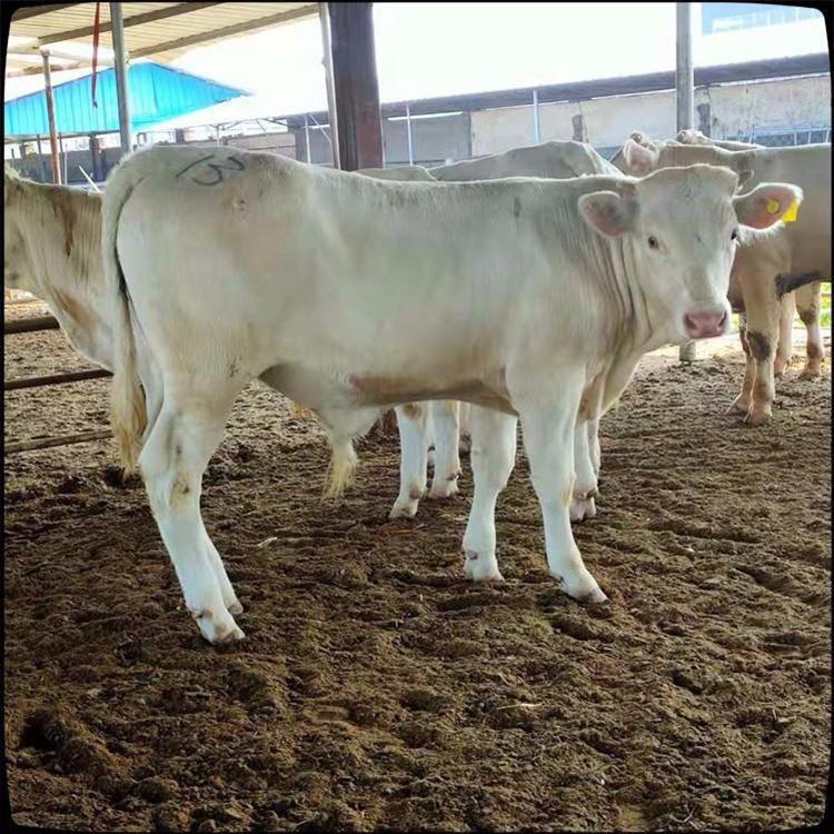 夏洛莱牛犊养殖厂 肉牛夏洛莱牛 厂家直供夏洛莱牛 现代 常年供应