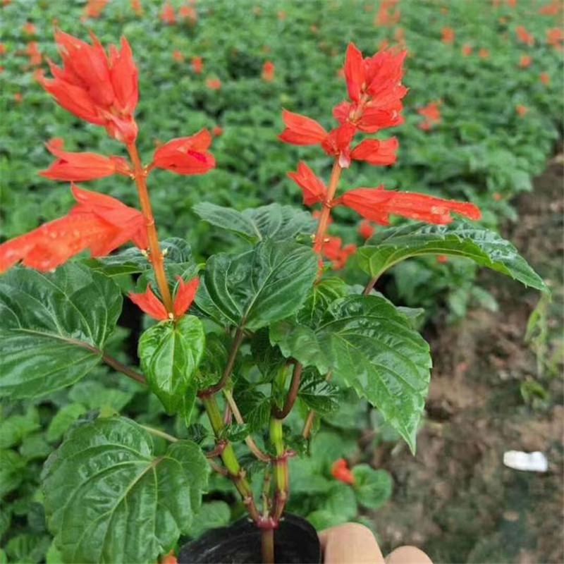  推荐基地 一串红种苗小苗栽培 沣泽厂家供应 一串红供应种植培育