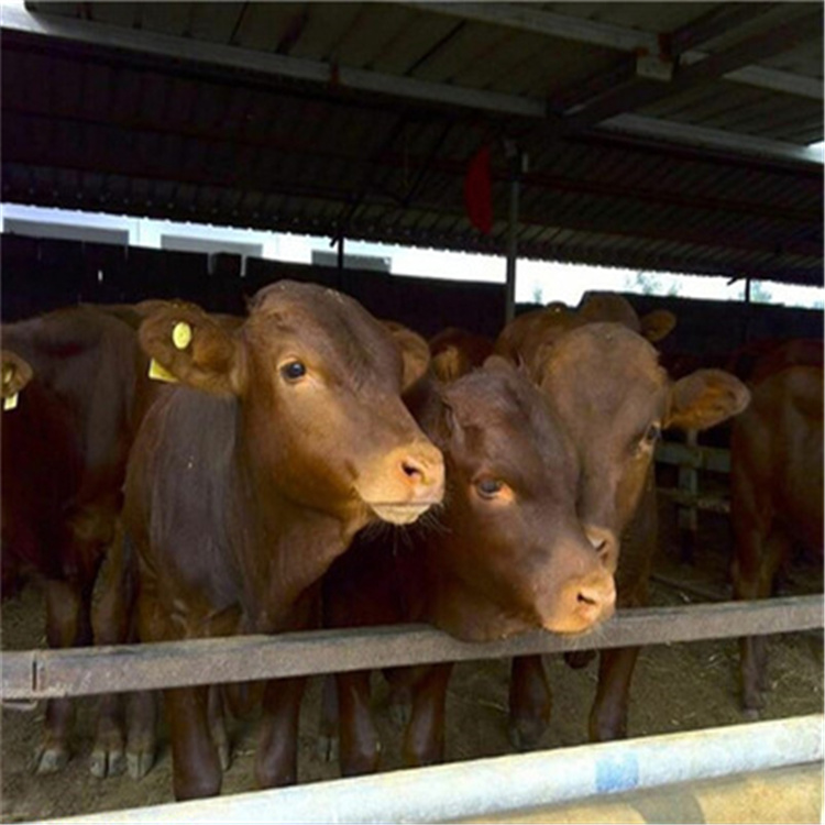 厂家出售改良牛犊子 西门塔尔牛犊价格 牛犊子批发价格示例图11