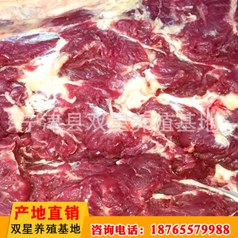 批发供应蒙古马鲜马肉 活马屠宰新鲜营养肋条肉 肉质鲜美进口马肉示例图6
