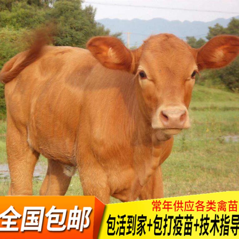 鲁西黄牛价格 鲁西黄牛批发 鲁西黄牛保种场图片