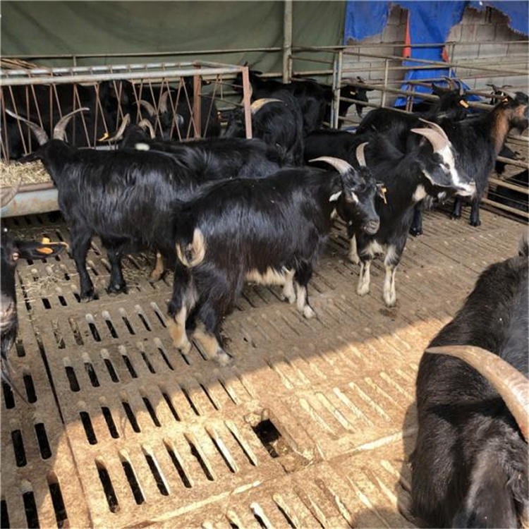 乐至黑山羊报价批发 黑山羊现在价格 通凯 黑山羊养殖场图片