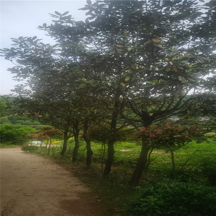 天诚苗圃 广玉兰树 3公分广玉兰 品种全