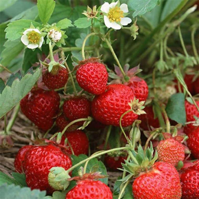 泰安妙想3号草莓苗交易中心首页 法兰地草莓苗 -成品苗