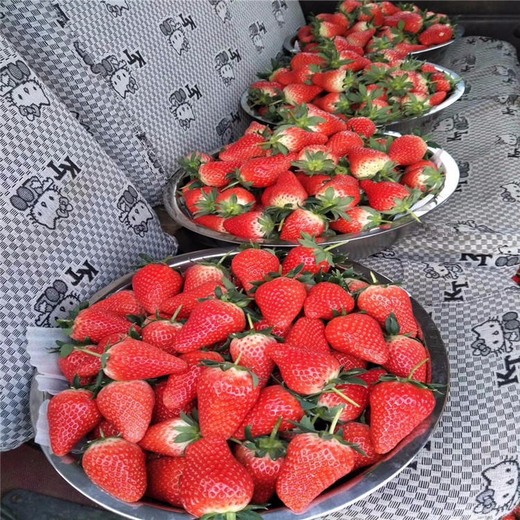 全明星草莓苗价格 全明星草莓苗种植基地 大棚草莓苗栽培方法图片