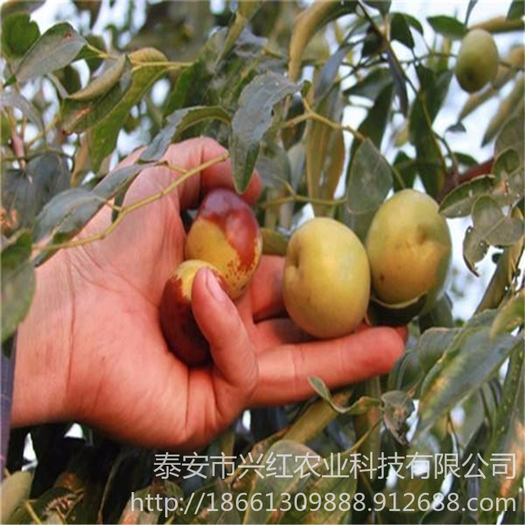冬枣树苗提供种植技术 兴红农业基地出售葫芦枣 葫芦枣树苗图片