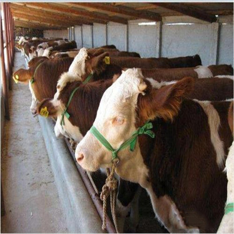 小牛犊养殖业 西门塔尔牛批发 通凯 吉林西门塔尔牛养殖场