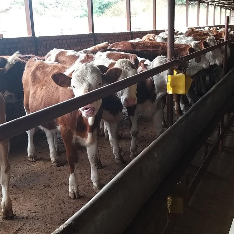 贵州西门塔尔小牛苗厂家 400斤西门塔尔牛苗价格 通凯 买小牛苗来正规厂家示例图9