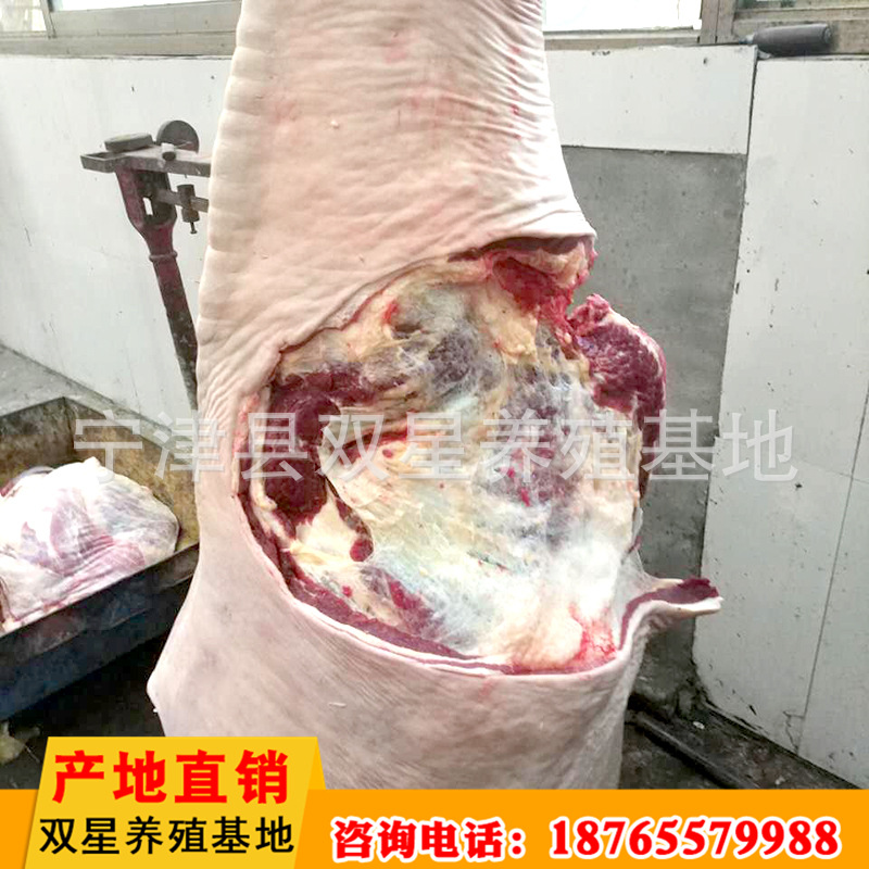 厂家直销  蒙古草原进口马肉 新鲜前腿肉质鲜美营养丰富示例图8