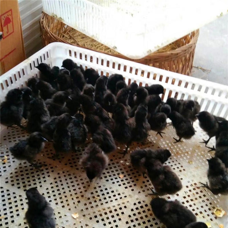 有1日龄五黑鸡苗和养殖30天山东潍坊五黑鸡苗可供养殖朋友选择