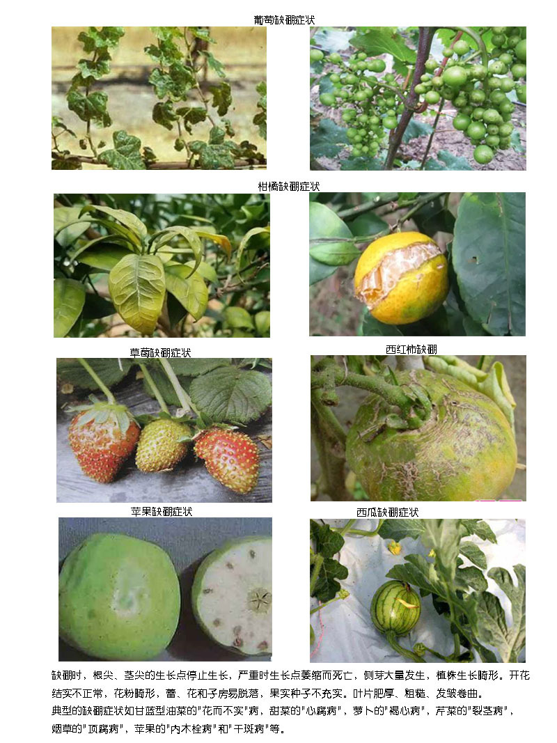 糖醇硼肥液体肥 微量元素叶面肥 促进开花授粉增加果实口感示例图6