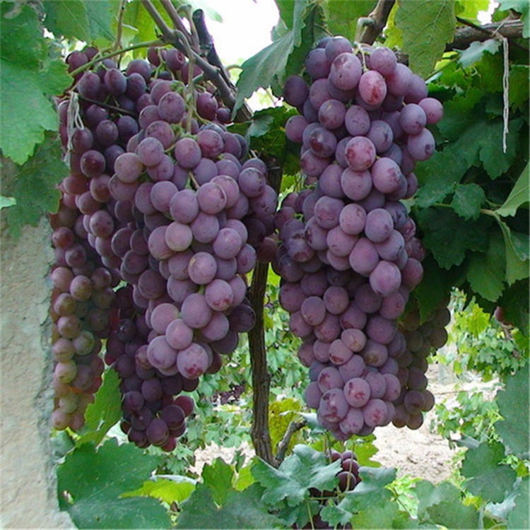 葡萄苗盆栽南北方种植果树苗当年结果四季无核巨峰葡萄  美人指葡萄苗