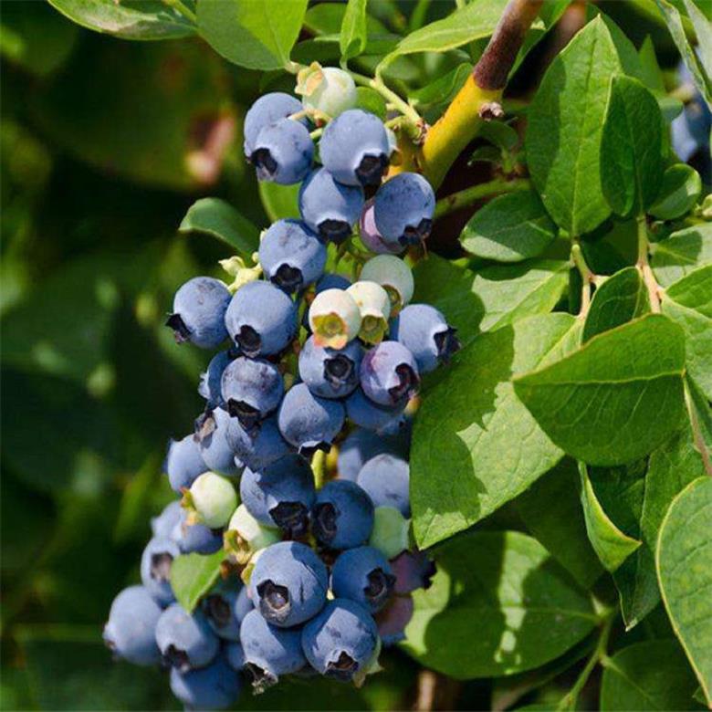 芬蒂蓝莓苗 蓝莓苗优质基地3年蓝莓苗 亿通园艺场 供应商新报价  