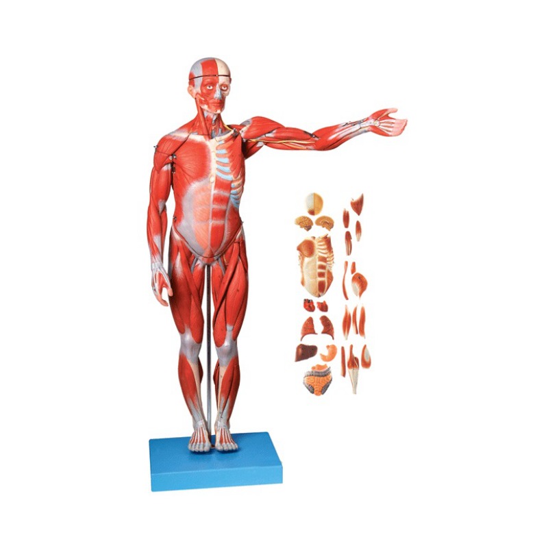 人体全身肌肉附脏器模型实训考核装置  人体全身肌肉附脏器模型实训设备 人体全身肌肉附脏器模型综合实训台