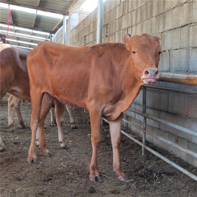 济宁鲁西黄牛-出售鲁西黄牛-出售牛犊-牛苗-买20头牛价格-龙翔牧业
