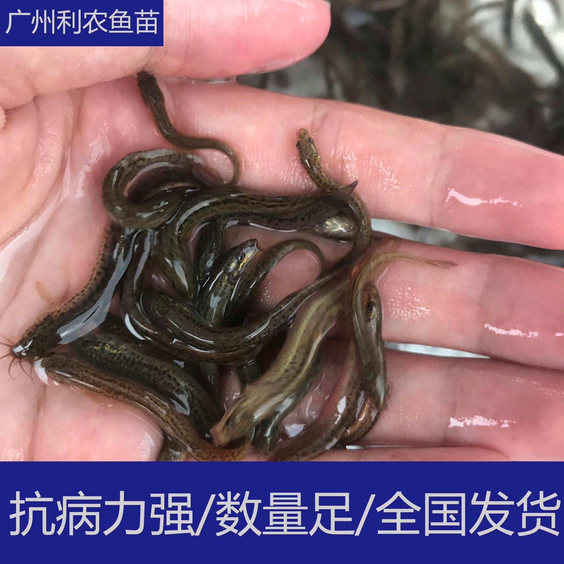 全国发货 广西防城港台湾泥鳅苗出售 4-5cm泥鳅鱼苗养殖场